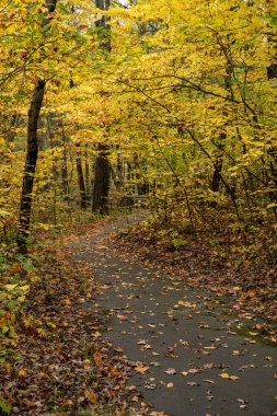 Sonbaharda İndiana Kumulları Ulusal Parkı 'nda Yaprakların Üzerinde Sarı Kanopi