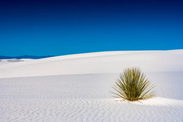 Yucca Cresce Increspatura Sabbia Bianca Duna Nel Parco Del New — Foto Stock
