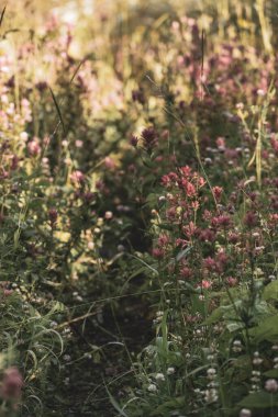 Howe Gölü Yolu 'nda Çiçek açan Boya Fırçası Çiçekleri