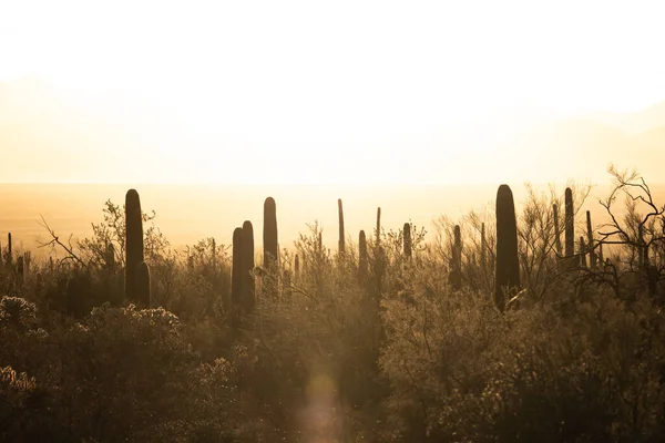 Fényes Nap Fények Horizont Felett Saguaro Nemzeti Park — Stock Fotó