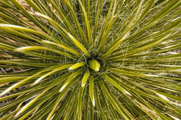 Bright Green Leaves Tangling Together Sotol Plant Guadalupe Mountains National — Stock Photo, Image