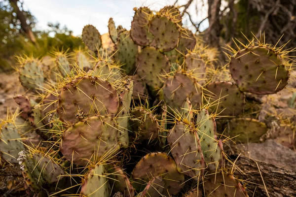 Agujas Amarillas Brillantes Cactus Del Pricklypear Parque Nacional Big Bend — Foto de Stock