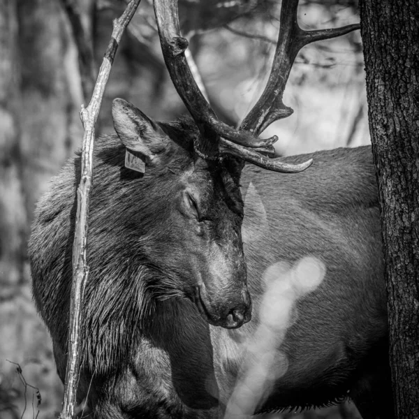 Elk Toro Cierra Los Ojos Tranquilo Bosque Los Ahumados —  Fotos de Stock