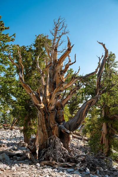 Arbre Cône Hérissé Prend Ampleur Pendant Des Milliers Années Dans — Photo