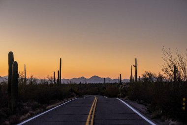 Arizona Ulusal Parkı 'ndaki Saguaro Kaktüsünün İçinden Yolun Ortası