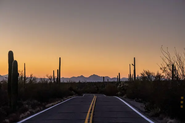 Center Road Keresztül Saguaro Kaktusz Arizona Nemzeti Park — Stock Fotó