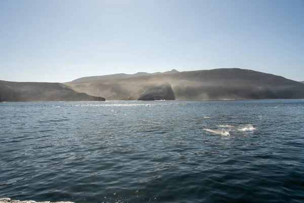 Fische Planschen Wasser Vor Der Nebelverhangenen Küste Der Insel Santa — Stockfoto