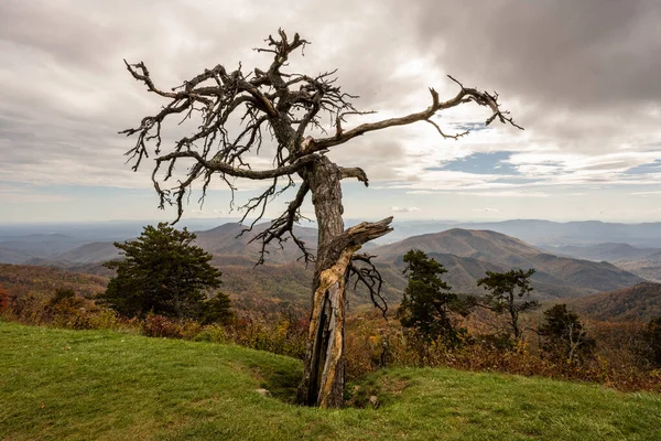 Gnarly Drzewo Grzbiecie Górskim Pochmurny Dzień Wzdłuż Blue Ridge Parkway — Zdjęcie stockowe