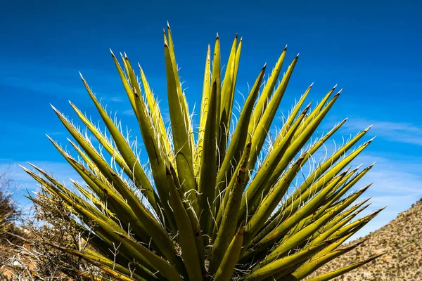 Hojas Verdes Yucca Joshua Tree Cielo Azul —  Fotos de Stock