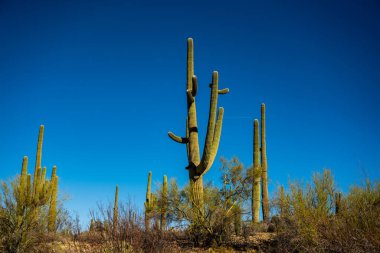 Çoklu Kollu Büyük Saguaro Saguaro Ulusal Parkı 'ndaki Tepe Yamacında Duruyor