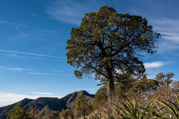 Grand Arbre Tient Fier Avec Pic Guadalupe Arrière Plan — Photo