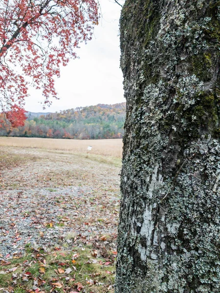 Árvore Coberta Líquen Tunk Olha Sobre Vale Cataloochee Smokies — Fotografia de Stock