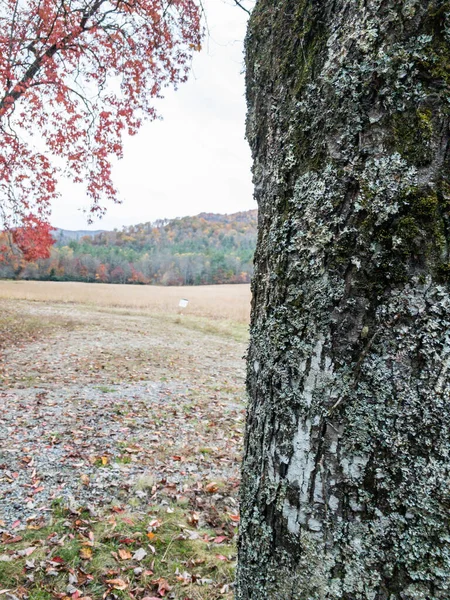 Lichen Krytý Strom Tunk Vypadá Nad Cataloochee Valley Smokies — Stock fotografie