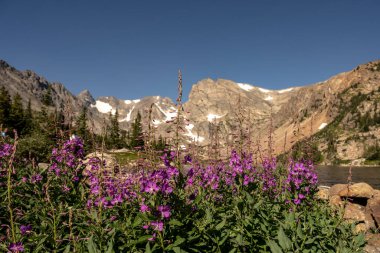 Mor Maymun Çiçeği İsabelle Gölü kıyısındaki Colorado Dağları 'nın altında çiçek açıyor.