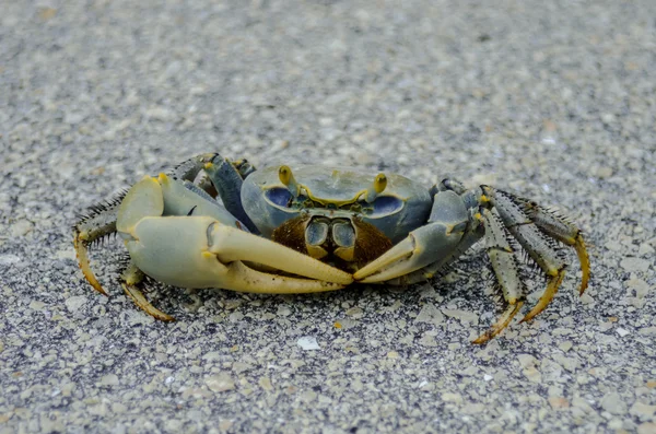 Blå krabba i Florida Keys — Stockfoto