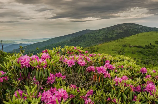 Close up of Rhododendron on Jane Bald — Stock Photo, Image