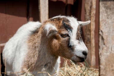 kahverengi ve beyaz keçi ahırı