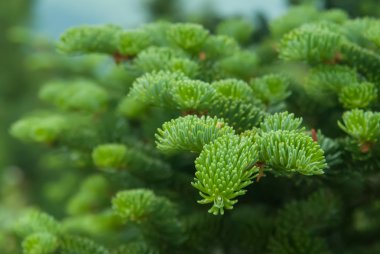 Köknar ağacı dalı yakın çekim