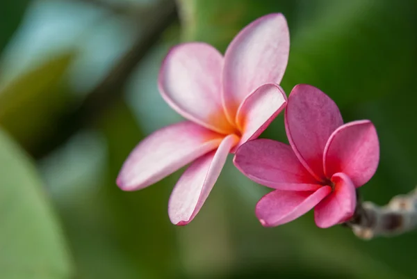 Close up van orchid boom bloemen — Stockfoto