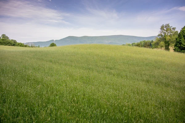 Zelené seno pole — Stock fotografie