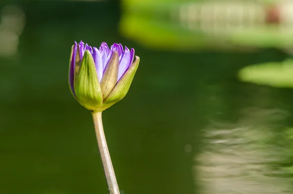Mor Lily keçe çiçek — Stok fotoğraf
