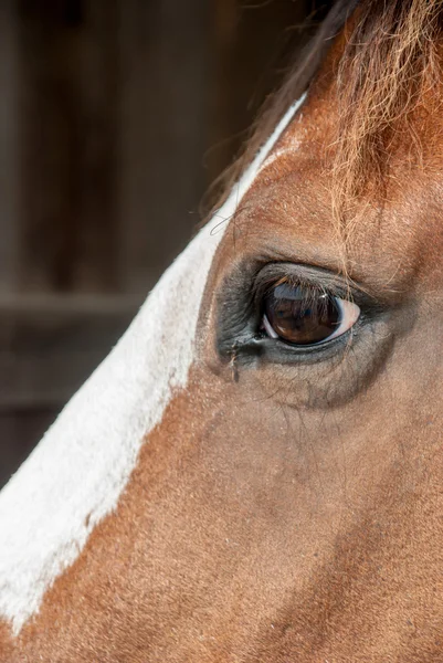 Häst profil på nära håll — Stockfoto