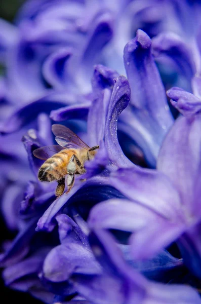 Bee Searching for Nectar in Hyacinth — Stock Photo, Image