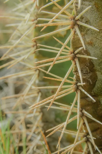 Barrel Cactus Thorns Vertical — Stock Photo, Image