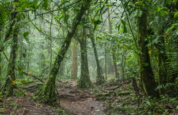 Eerie Costa Rica Jungle — Stock Photo, Image