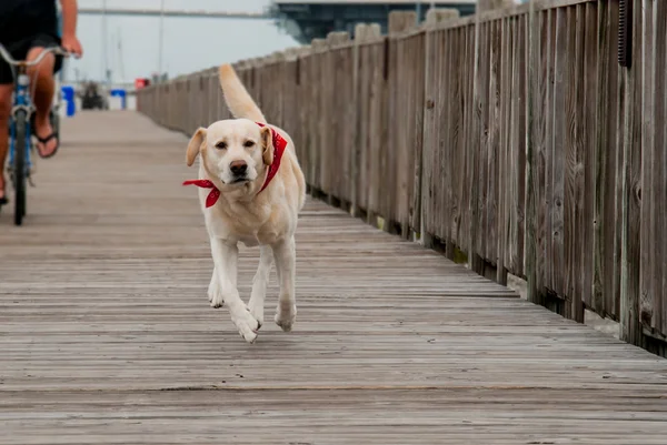 Labrador corriendo por un paseo marítimo —  Fotos de Stock