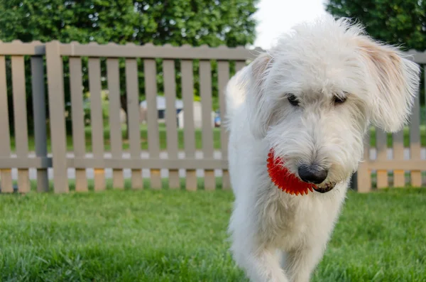 Labradoodle taşıyan top eylem