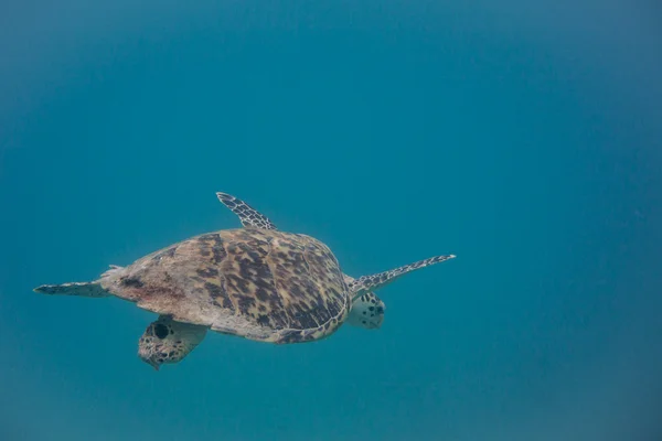 Żółw szylkretowy pływanie w dół — Zdjęcie stockowe