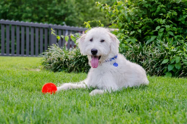 Labradoodle With Red Toy Ball — Stock Photo, Image
