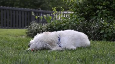 köpek topu üzerinde çiğneme