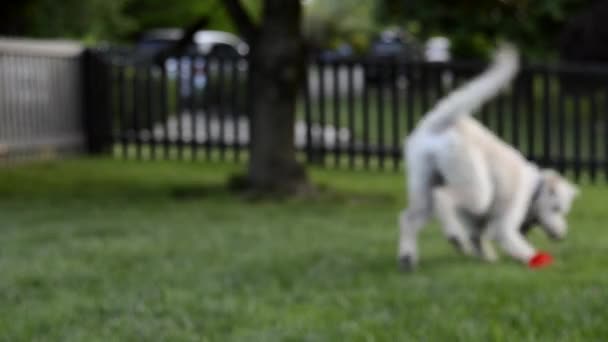 Dog Fetches pelota y paseos en el foco — Vídeos de Stock