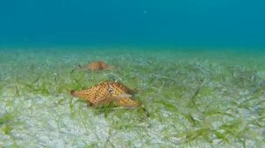 Deniz yıldızı hareket yüksek hızda