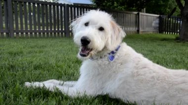 köpeği geri kameraya bakar