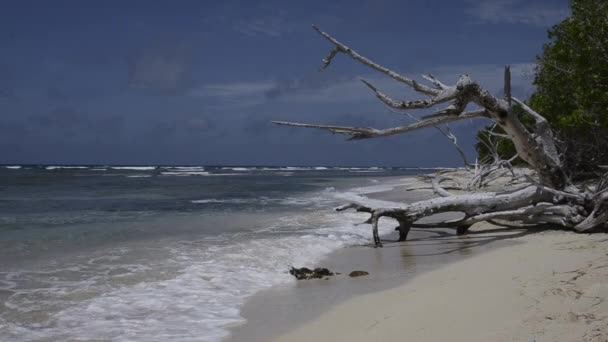 Driftwood on a beach — Stock Video