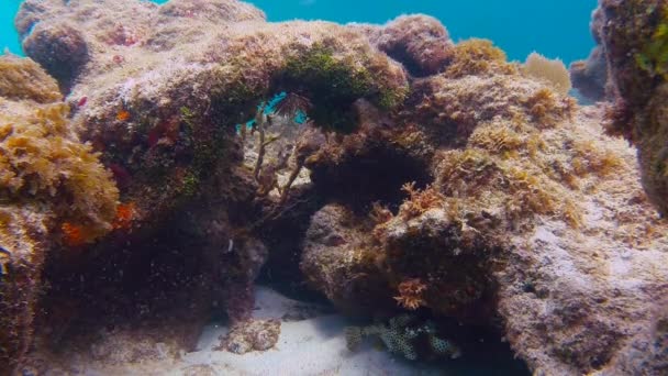 Tronco peces nadando alrededor de coral — Vídeo de stock