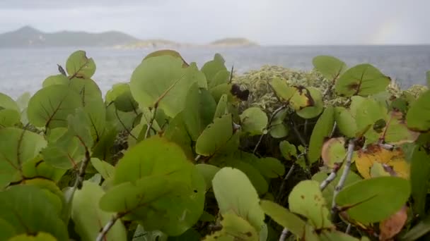 Zee-druif bladeren waait in de wind — Stockvideo