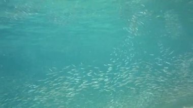 Fry kamera tarafından yüzmek