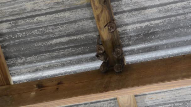 Group of Bats on Tin Roof — Stock Footage Group of Bats on Tin Roof Stock Footage
