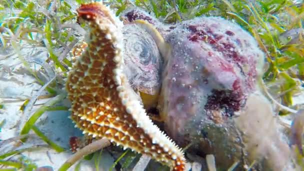 Sjöstjärna äter conch — Stockvideo