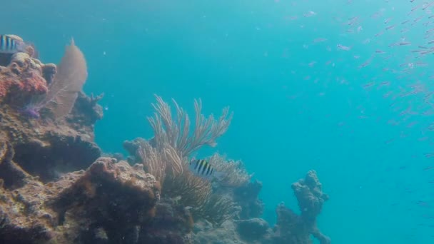 Peces nadando — Vídeo de stock