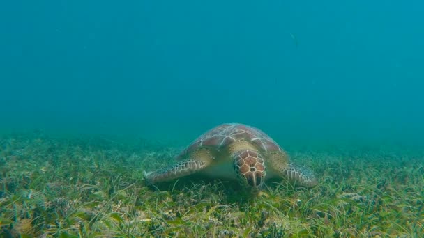 Tartaruga do mar verde comendo grama — Vídeo de Stock