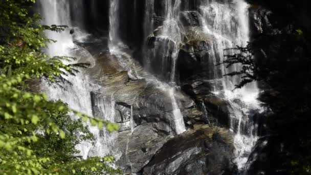 White Water Falls Fechar com Abelha em tiro — Vídeo de Stock