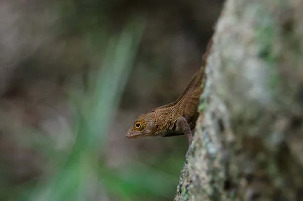 Brown Lizard на дереве — стоковое фото