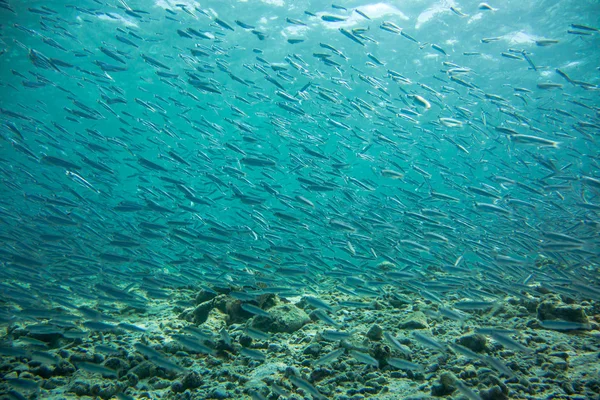 Scuola di frittura nuoto vicino fondo dell'oceano — Foto Stock