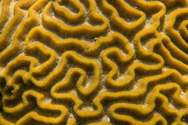 beyin mercan yakın çekim