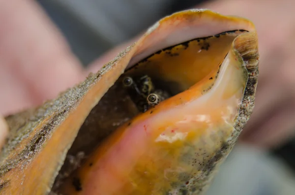 Närbild på conch i sitt skal — Stockfoto